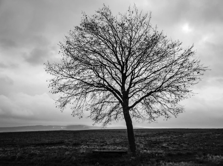 a black and white image of a lone tree with no leaves on it