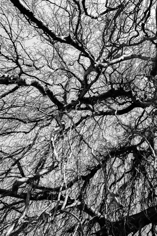 black and white pograph of a bird sitting in a tree