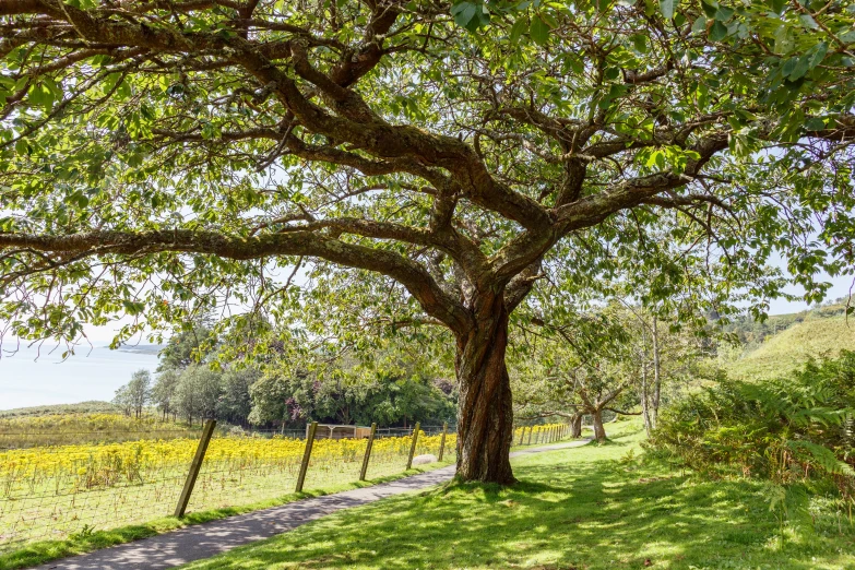 a tree leans over a fence in a field