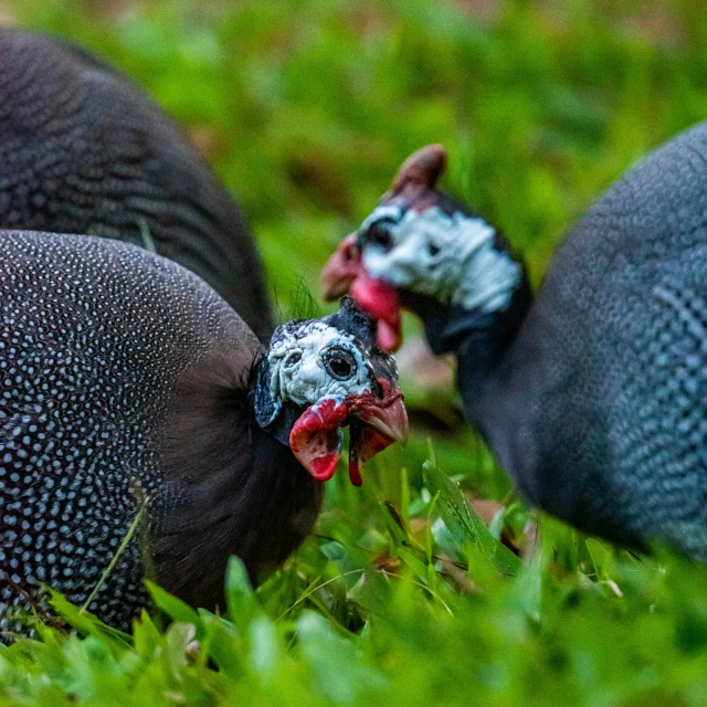 three pigeons with open beaks are standing together in the grass