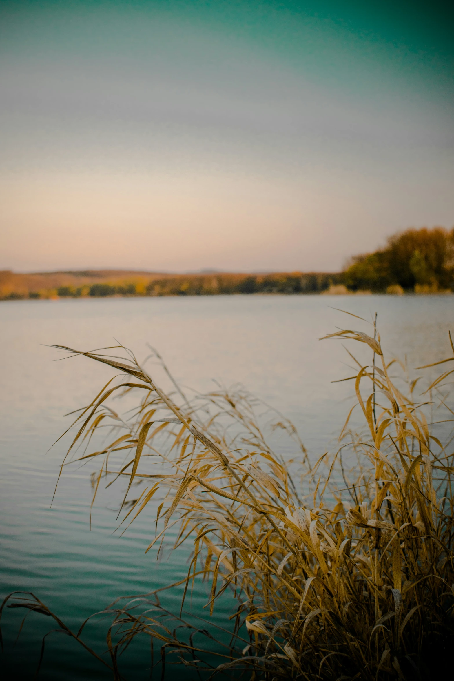 a large body of water with long grass