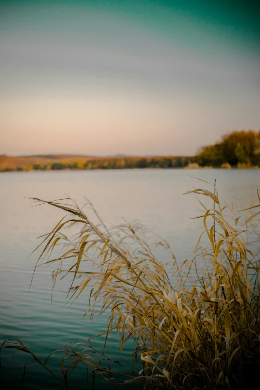 a large body of water with long grass