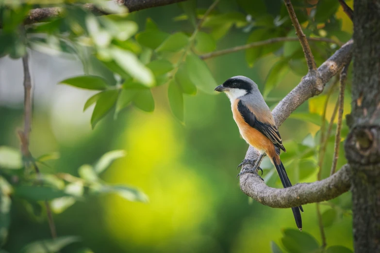 a bird sitting on a nch with trees in the background