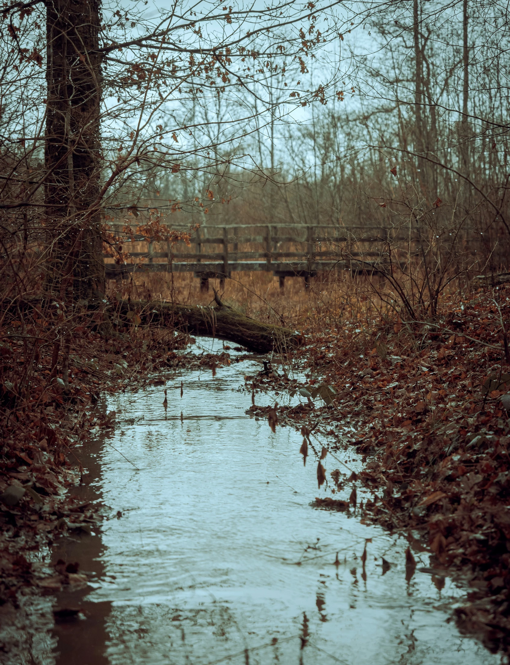 a creek is in between trees and a bridge