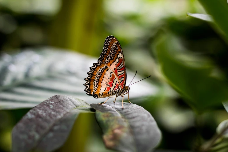 a very cute erfly sitting on top of some green leaves