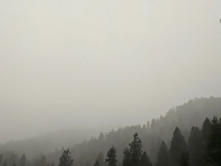 two planes flying over trees and fog in the mountains