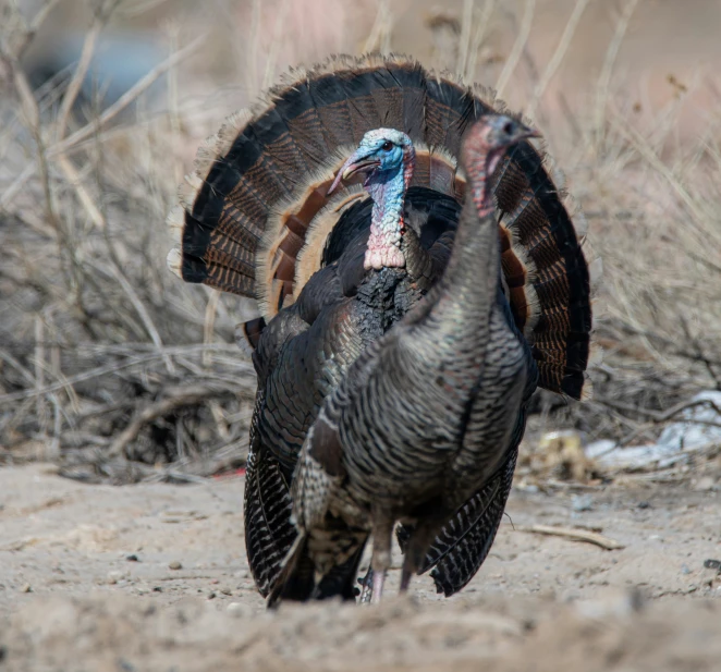 two different types of turkeys standing in the dirt