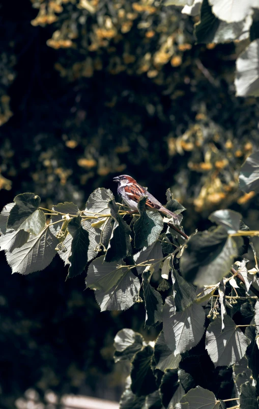 a bird is sitting on the tree limb