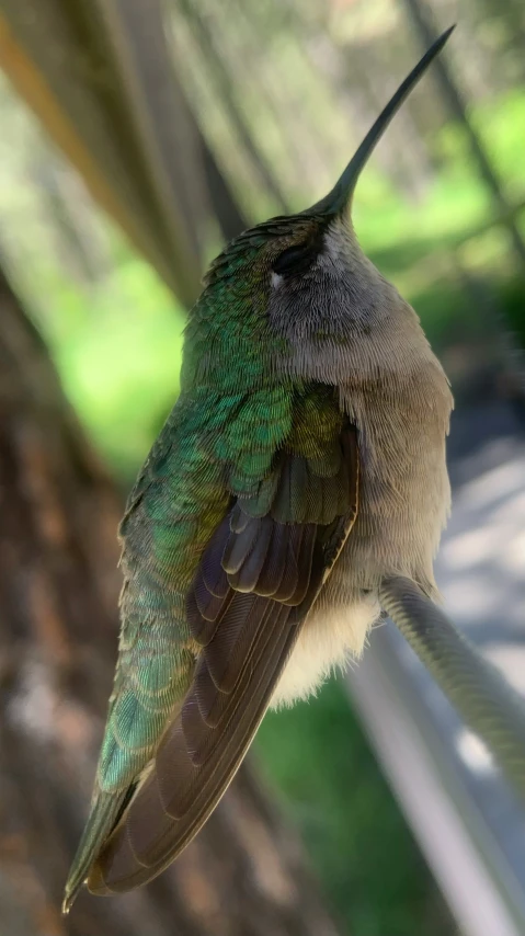 the green and white hummingbird perched on the bar of the feeder