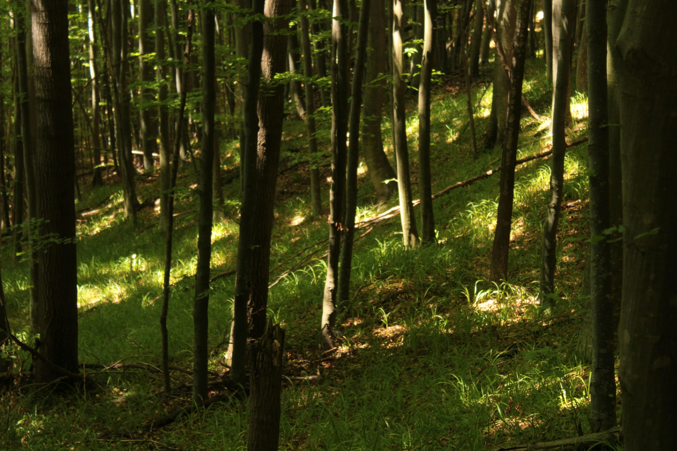 the trees in the forest are very tall and thin