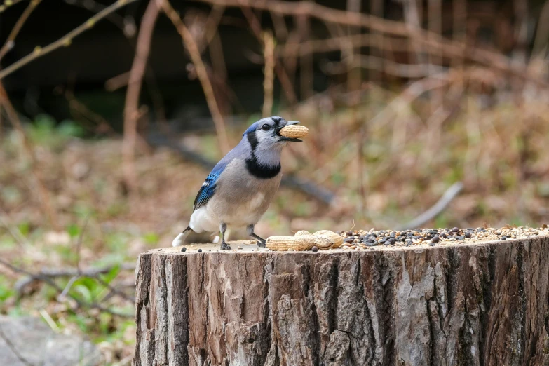 a bird perched on top of a wood stump