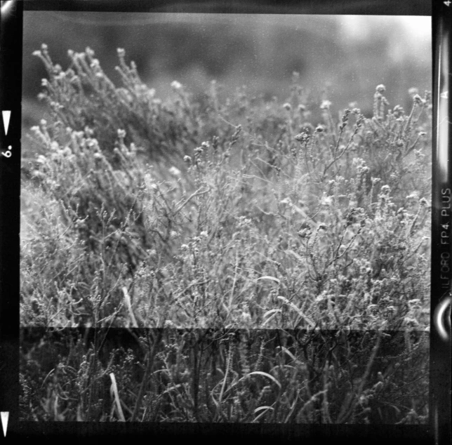 black and white po of tall grass from a train window