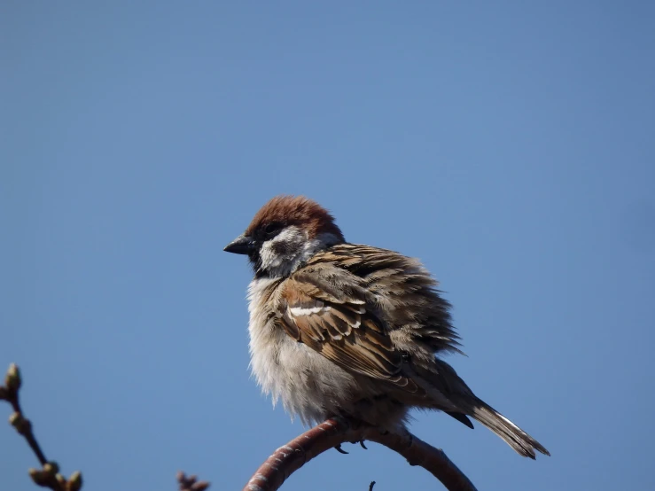 a bird with brown markings is sitting on a tree