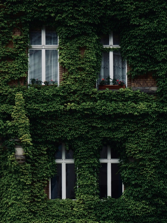 an image of a building covered in leaves