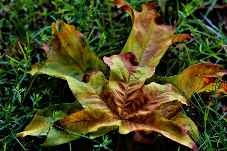 a brown and yellow leaf laying on top of green grass