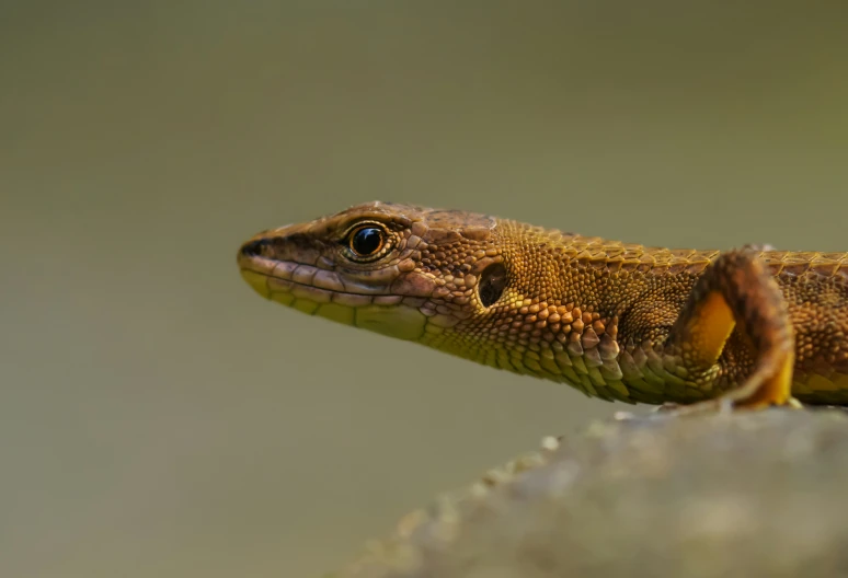 a close up of a lizard on a tree nch