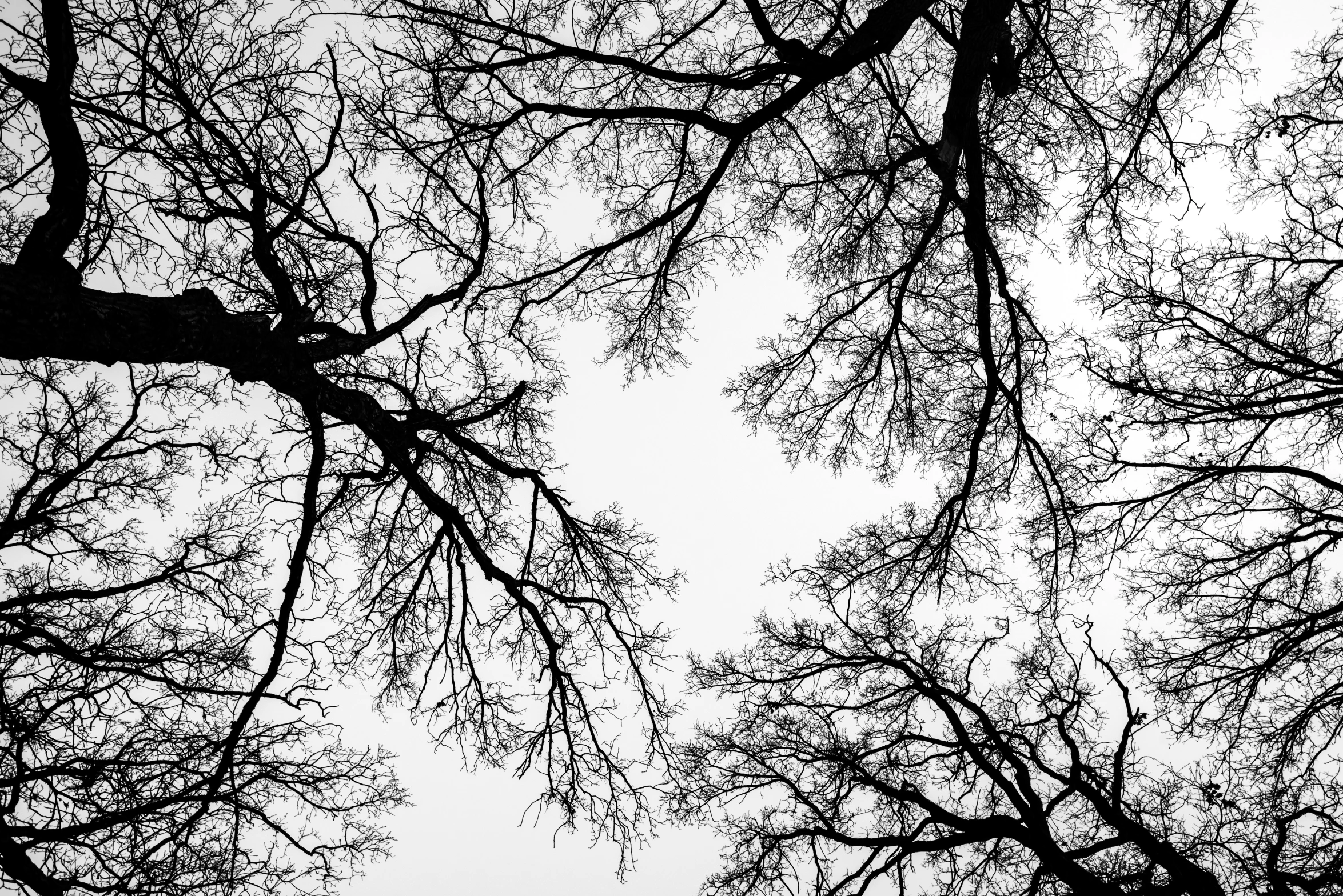 trees looking up at a sky with no leaves