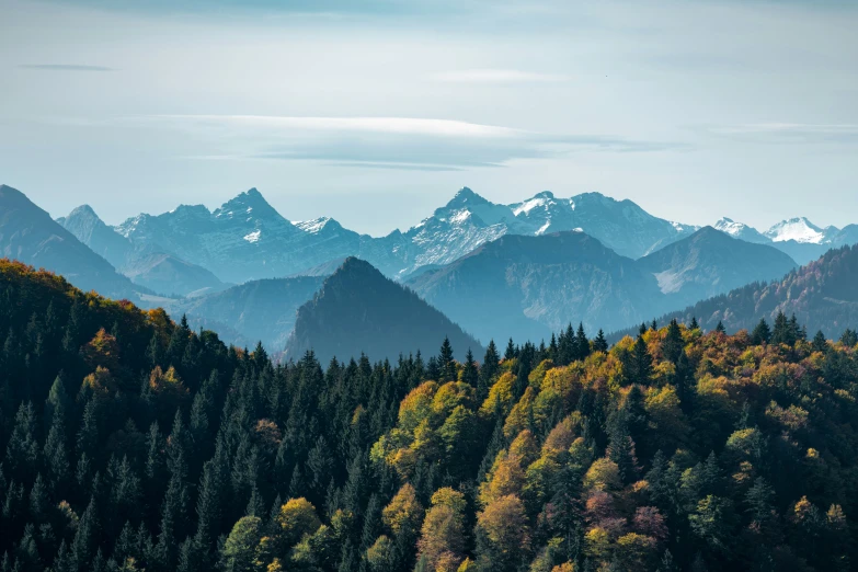 a forest with tall, green and orange trees