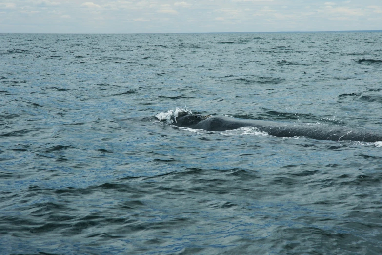 an animal swimming in a body of water