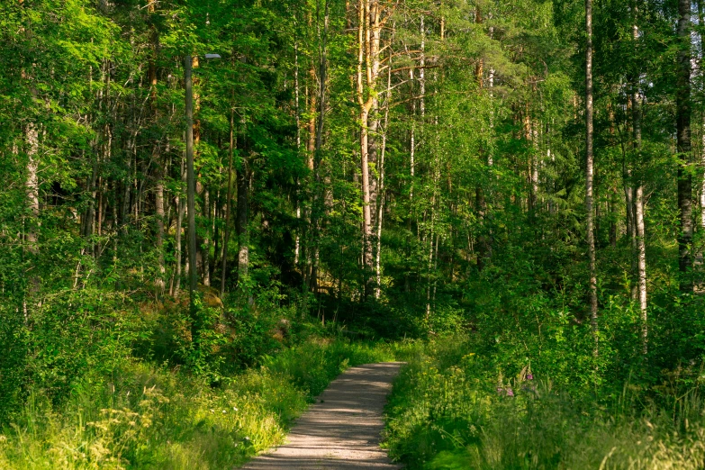 a dirt road going through a forest with tall green trees