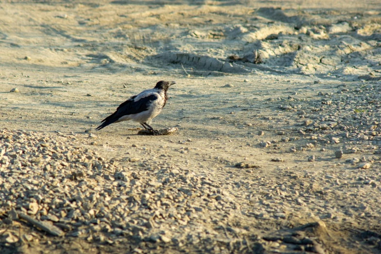 bird standing on the ground next to small rock