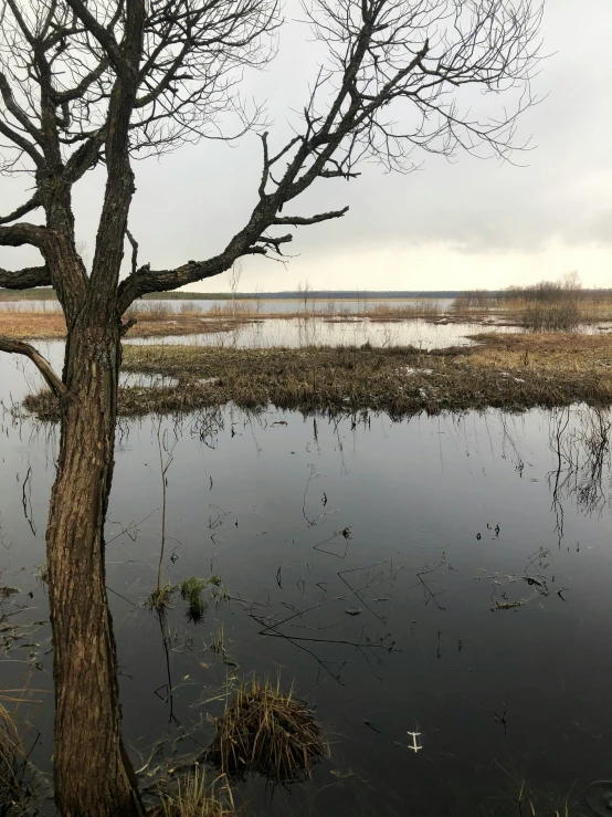 a tree that is standing in the water