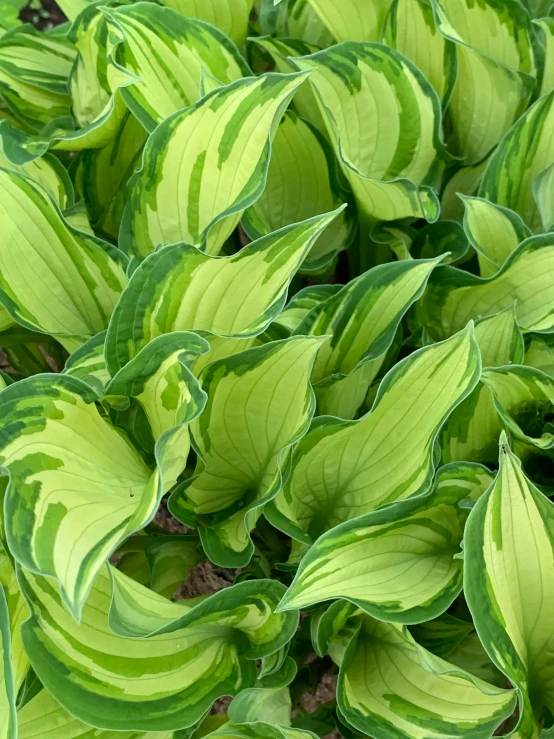 this plant has green leaves with light green tips