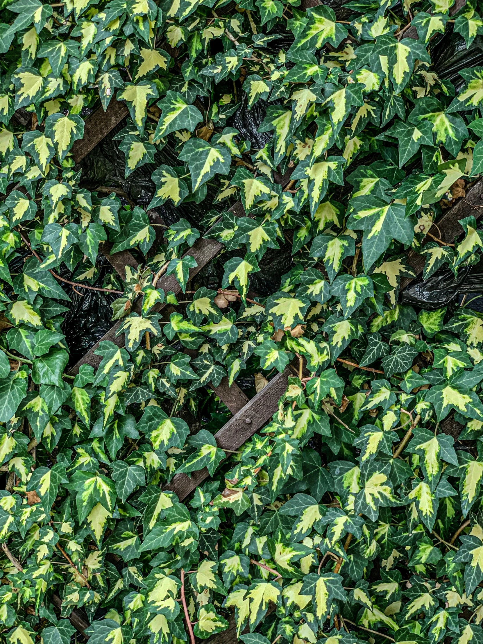 green leaves all over the top of a forest