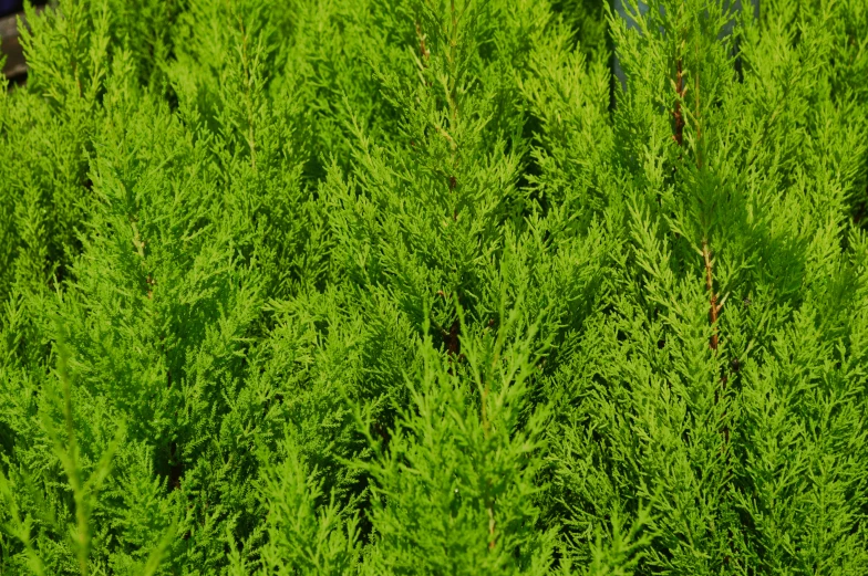 a patch of green grass is growing outdoors