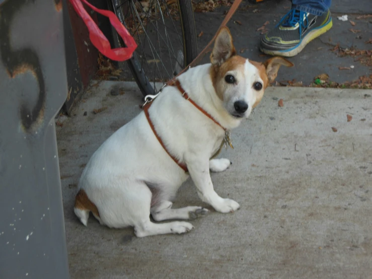 a white and brown dog is sitting on the sidewalk
