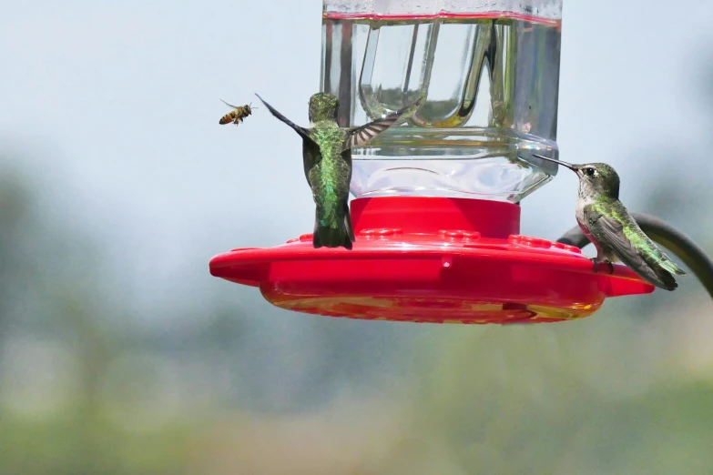 hummingbirds feeding at a red feeder on a sunny day