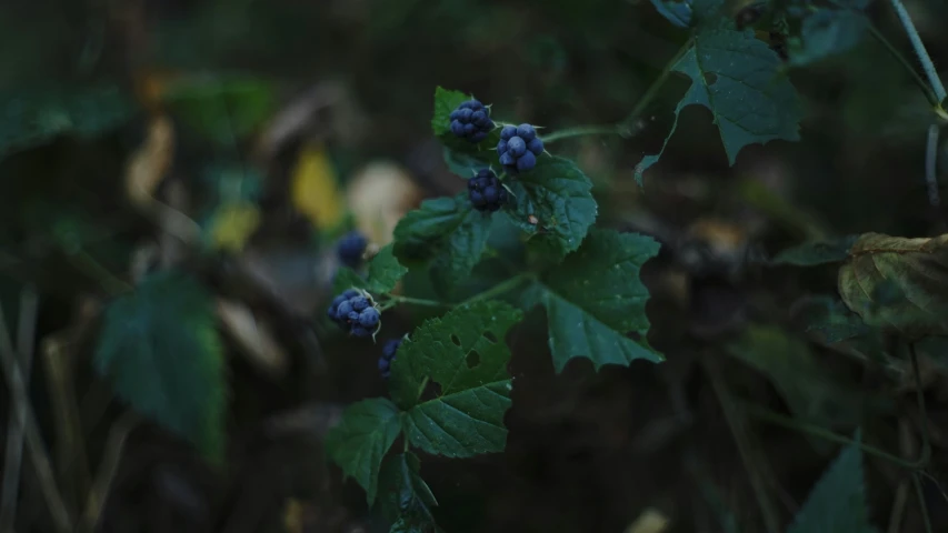 some berries are growing on the plant