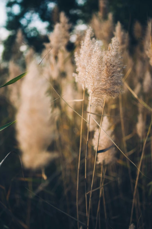 tall grass with brown, white and green flowers growing on it