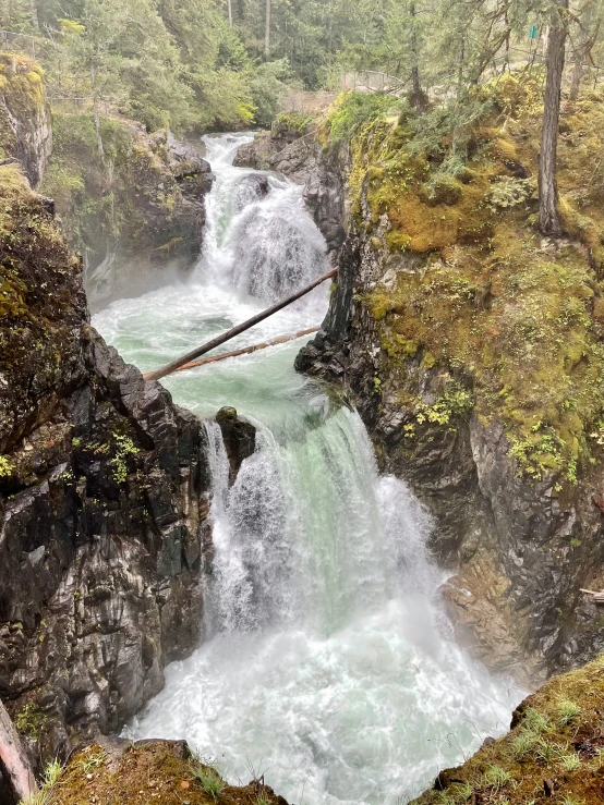 a group of trees standing around a waterfall