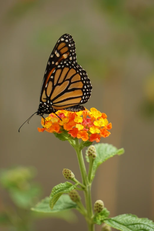 there is a single orange and yellow flower