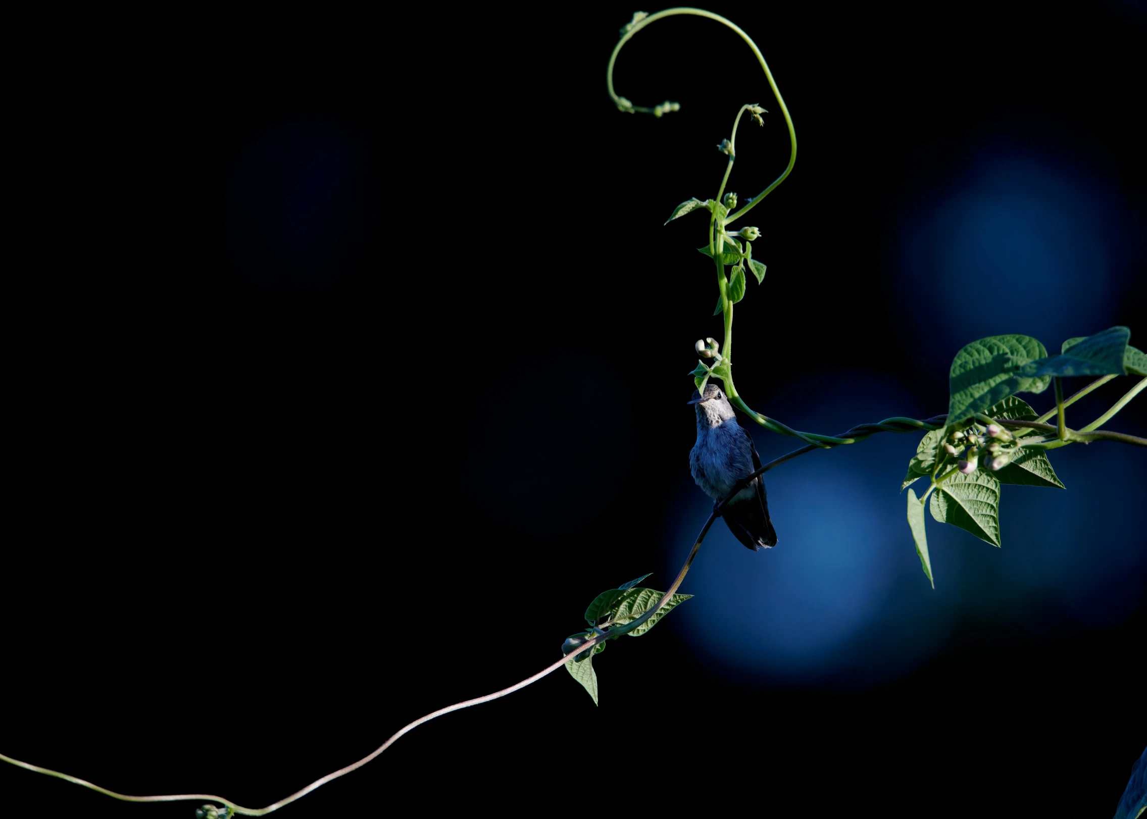 a bird perched on top of a vine with leaves