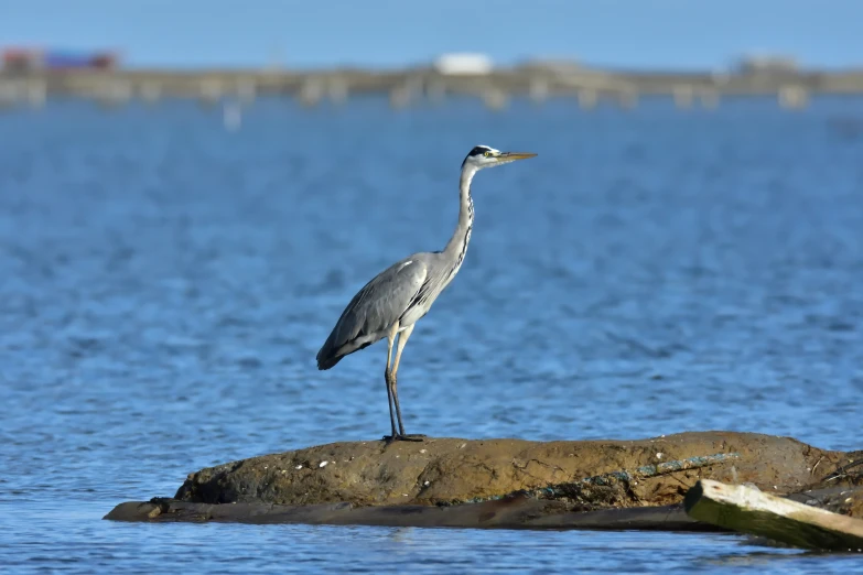 a bird standing on the rocks in the water