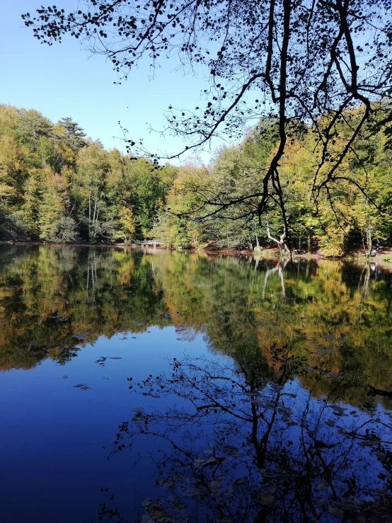 an unripe view of trees in the woods with water and no leaves