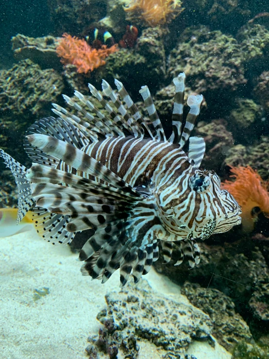 a black and white fish swimming near a coral