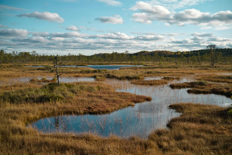 a pond surrounded by dead brush in the middle of a field