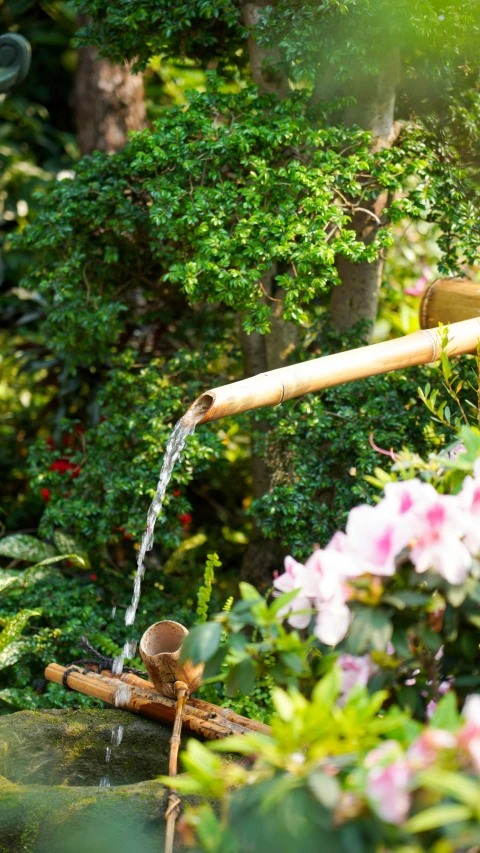 a fountain filled with water surrounded by shrubbery