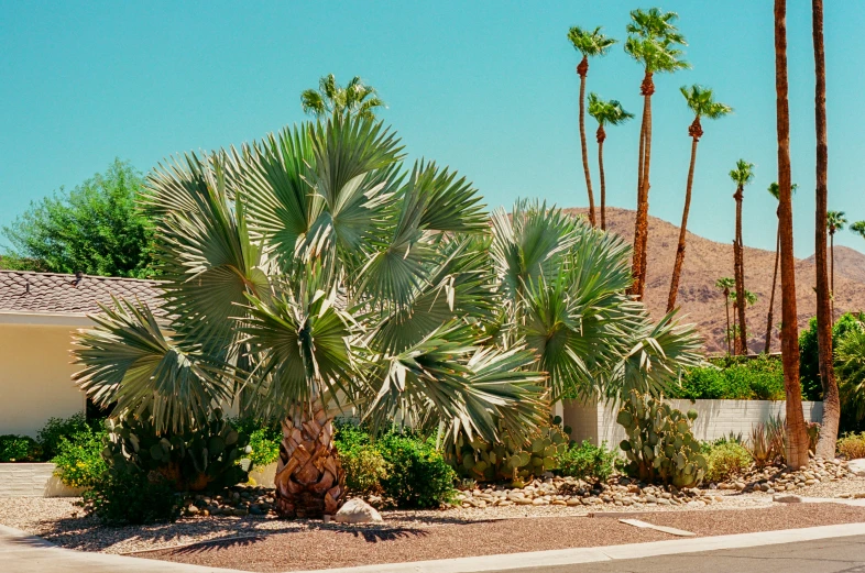 a group of palm trees standing in front of a house