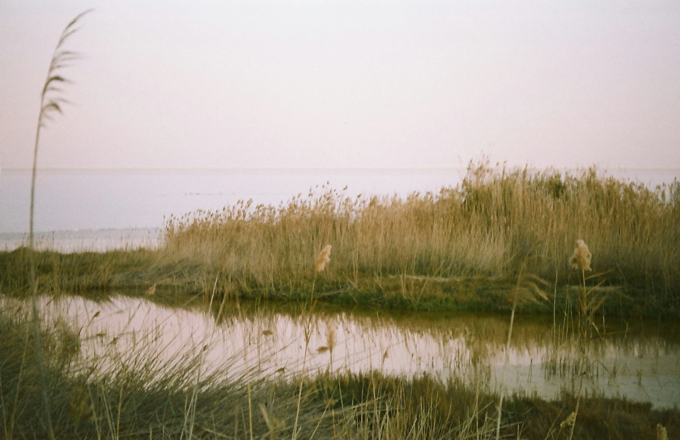 a water pond with water and reeds near it