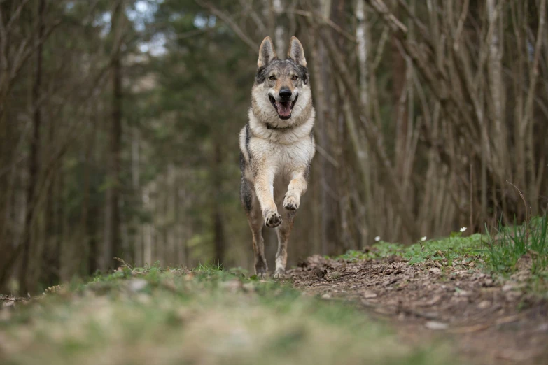 a wolf running away on a wooded trail