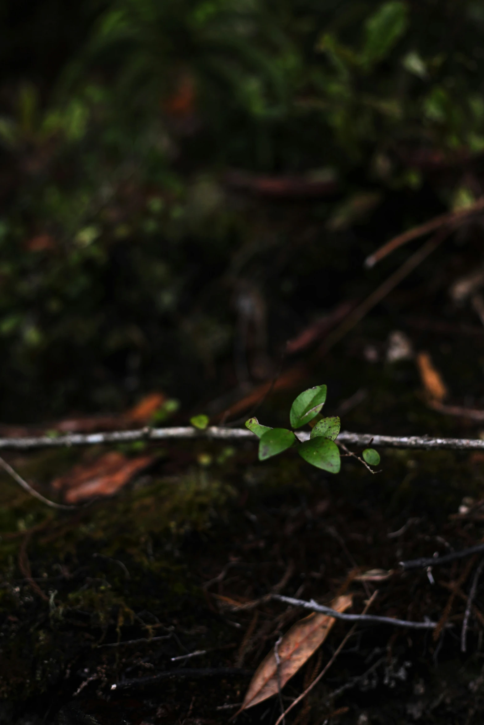 a tiny plant is growing from the ground