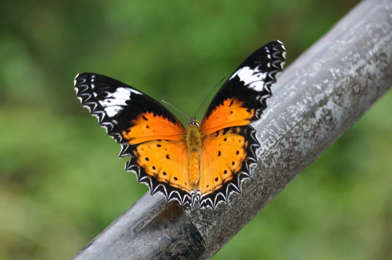 a colorful erfly with orange wings on a nch