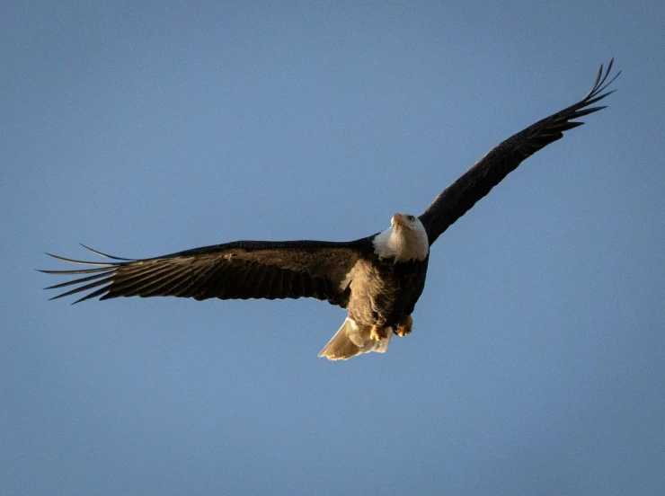 a big bird with a long beak flying in the sky