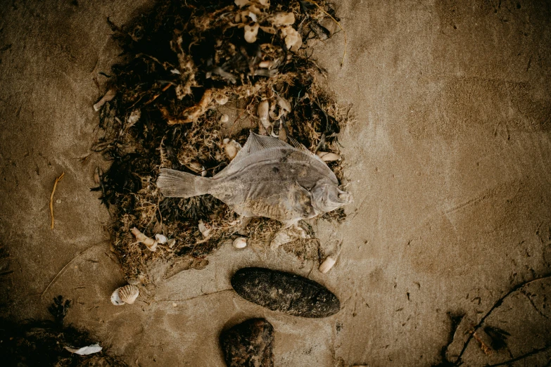 dead fish on the beach surrounded by dirt and shells