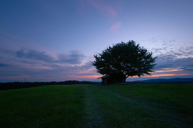 a large tree standing in a field by a shack