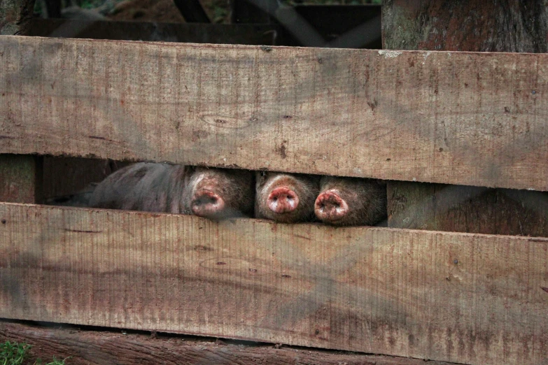 an animal hides itself while it peers through a fence